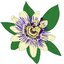 Music To Watch Seeds Grow By 010: KiF PRODUCTIONS (Passiflora)