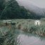 Tidal Marsh (Nature)