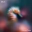 Halcyon Phase LP