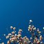 petals