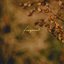 Fragment