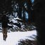 distant