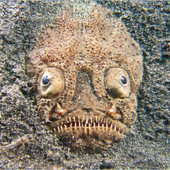warmdirt için avatar