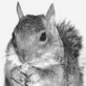 Avatar for shellito
