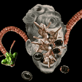 Jauquin-face.gif
