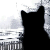 Avatar for kittyyami