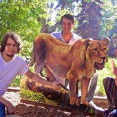 Daddy Lion - Press Photo.jpg