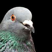Avatar for protopigeon