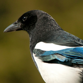 Avatar für JadedMagpie