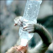 Аватар для drunkenmonkey11