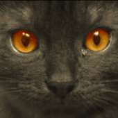 Avatar for asia0393