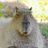 Avatar di hschiffer