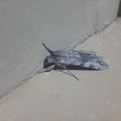 wizard moth