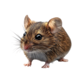 Avatar for comicalbedbug