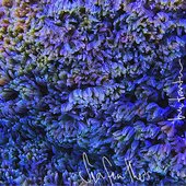Sea Feathers