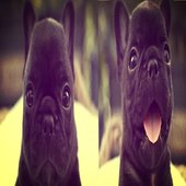 pibble migui