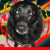 Awatar dla shydog
