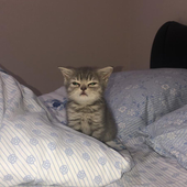 Avatar for sleepiestkitten
