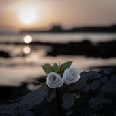WHERE ROSES WEEP