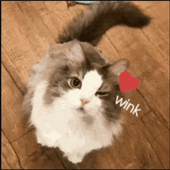 Avatar for iotatouille