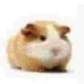 Diruami için avatar