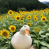 Avatar di sunflowerfieId