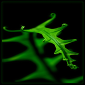 Avatar for Victory_Izum
