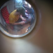 Through the Looking Lense