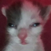 Avatar for demoons