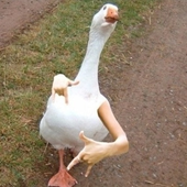 Avatar for goosegoddess16