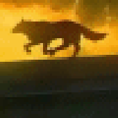 Avatar for Wolfy9247