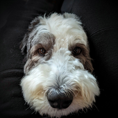 Avatar for ehansen42