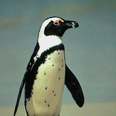 PenguinXP さんのアバター