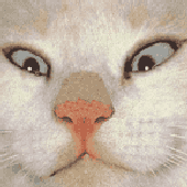 Avatar di petichapouri