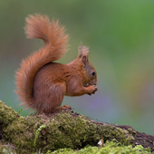Avatar for juoksuorava