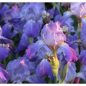 April's Bloom / All Alone