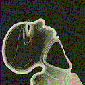Avatar de orgelblut