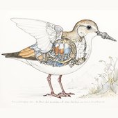 Avian Hydraulics