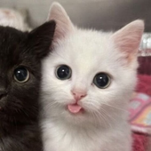 Avatar for sadcatjas