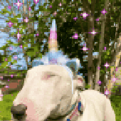 Avatar for goopedasf