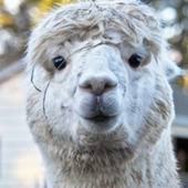 Avatar for Pfefferminz