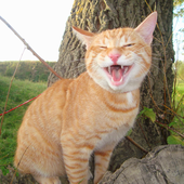 Avatar di ArdnA