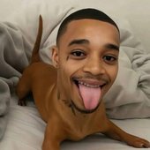 the secret life of pets