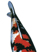 Avatar for taggi2012