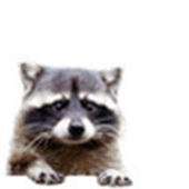 Avatar for enootik