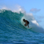 Avatar for pansurfer