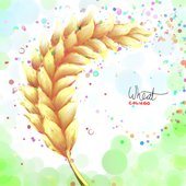Wheat