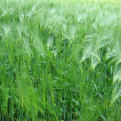 Avatar für ff36