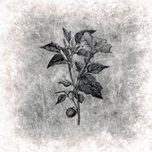 At the Call of the Devil's Trumpet