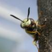Avatar for philanthus